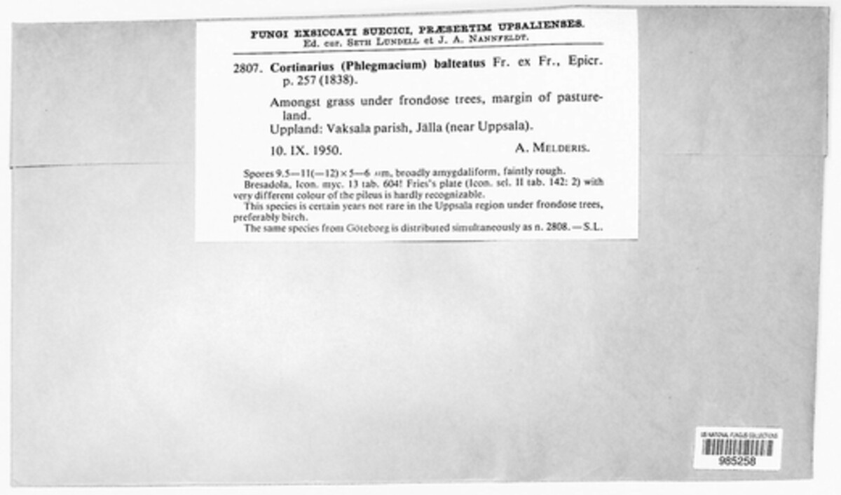 Cortinarius balteatocumatilis image